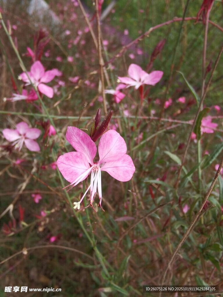 粉色美丽山桃草绽放