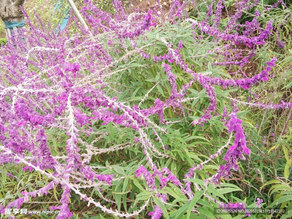 紫色繁茂花卉植物景观