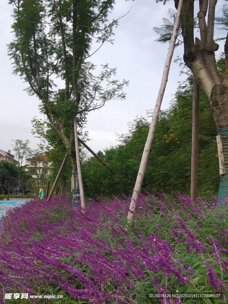 紫色花海与挺拔树木景观