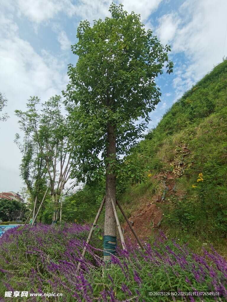 山间紫花旁的挺拔绿树