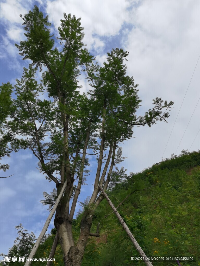 山坡上的挺拔绿树