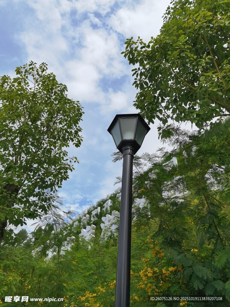 林间路灯沐浴自然光影