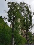绿树环绕中的建筑