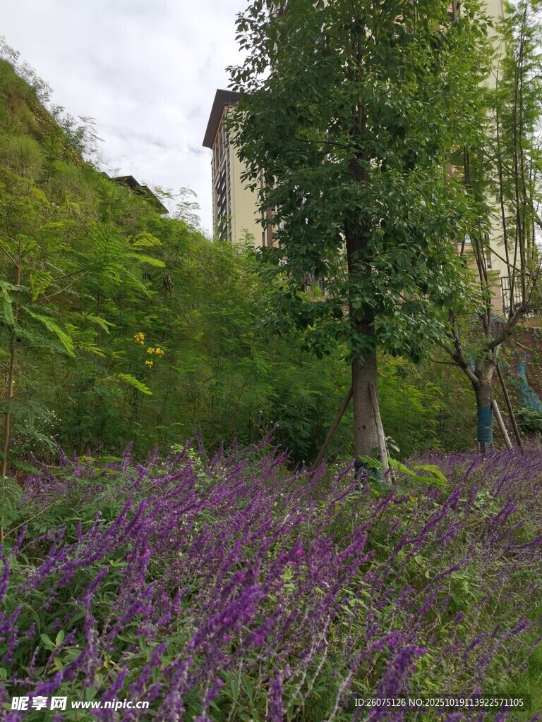 紫色花海中的树木与建筑