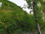 山坡绿植景观