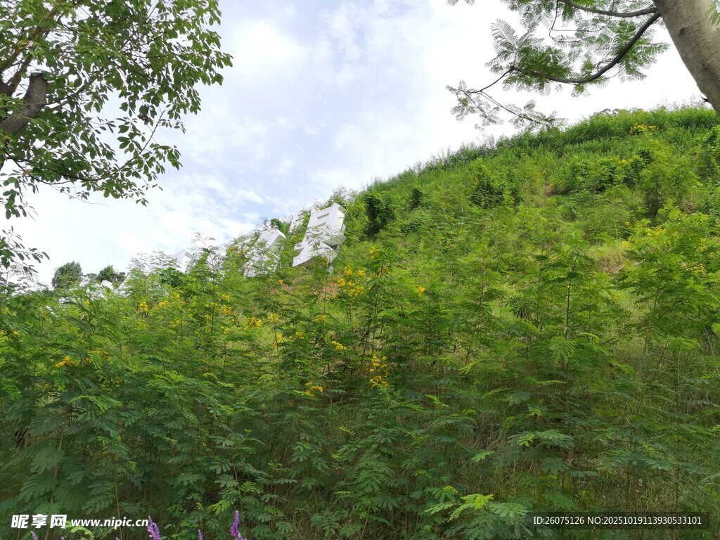 绿意盎然的山坡植被景观
