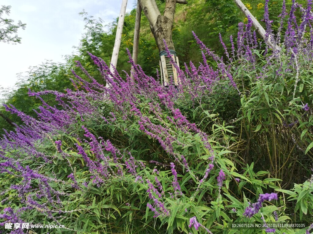 紫色花丛景观