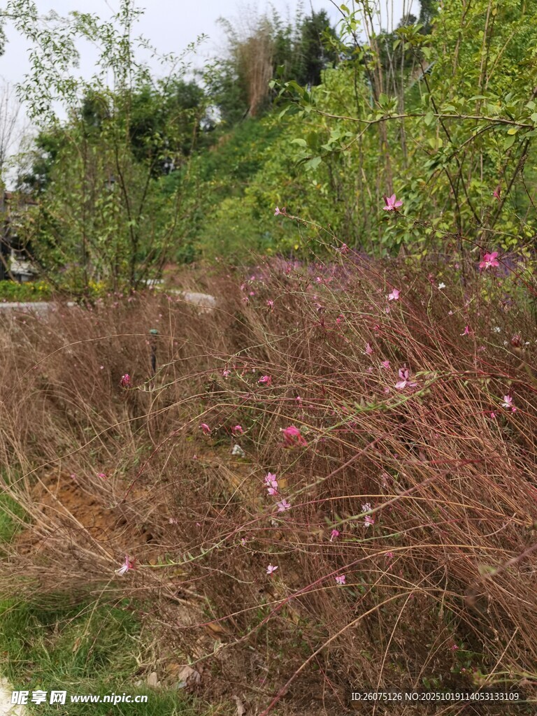 干枯草丛与周边绿植景观