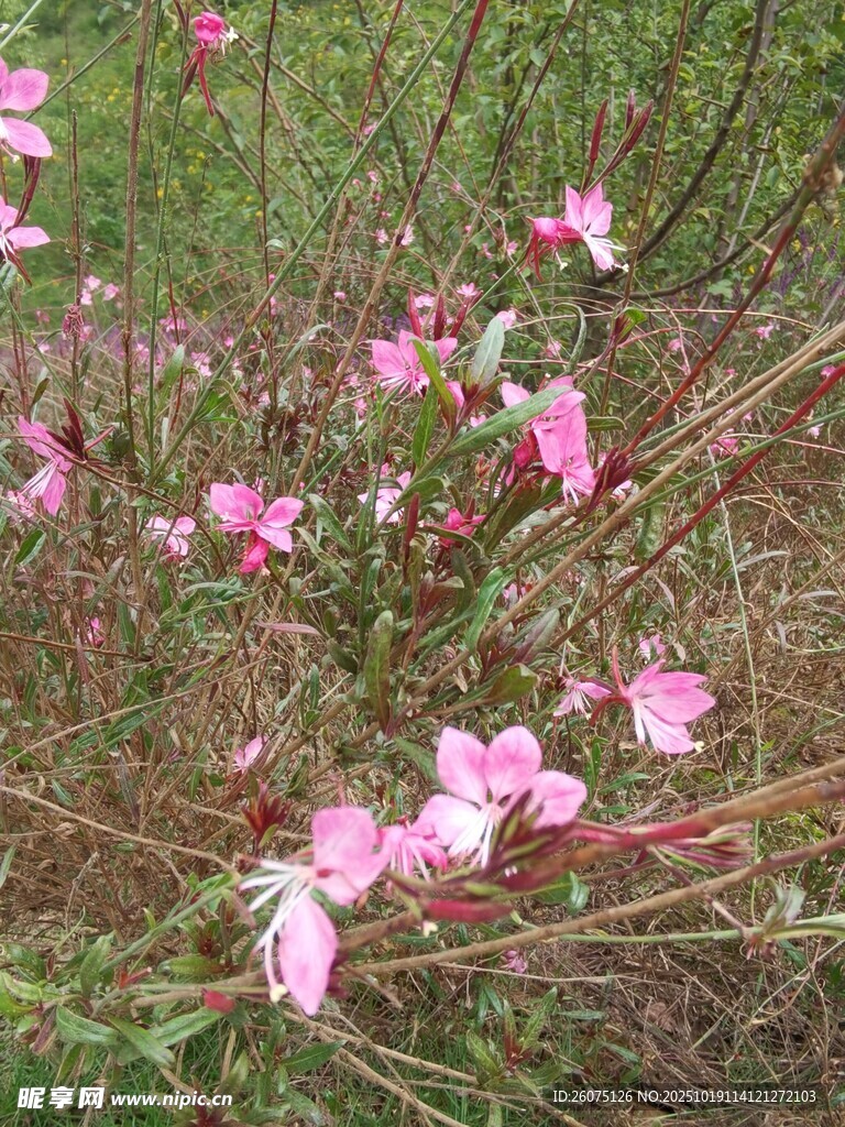 粉色小花绽放于枝头