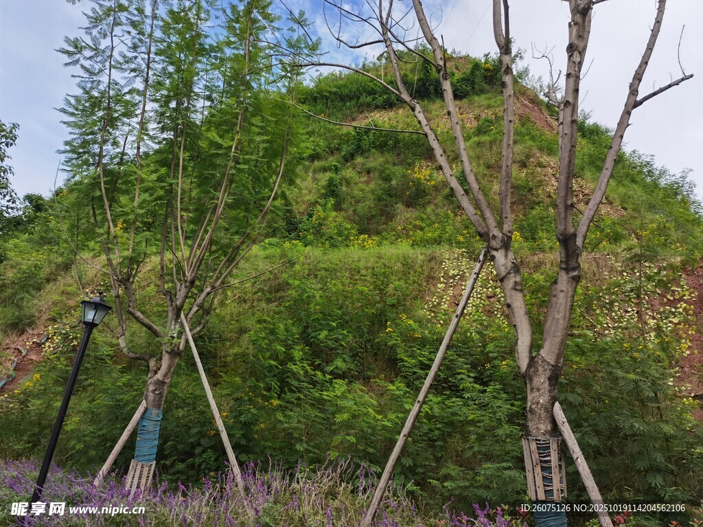 绿意盎然的山丘景观