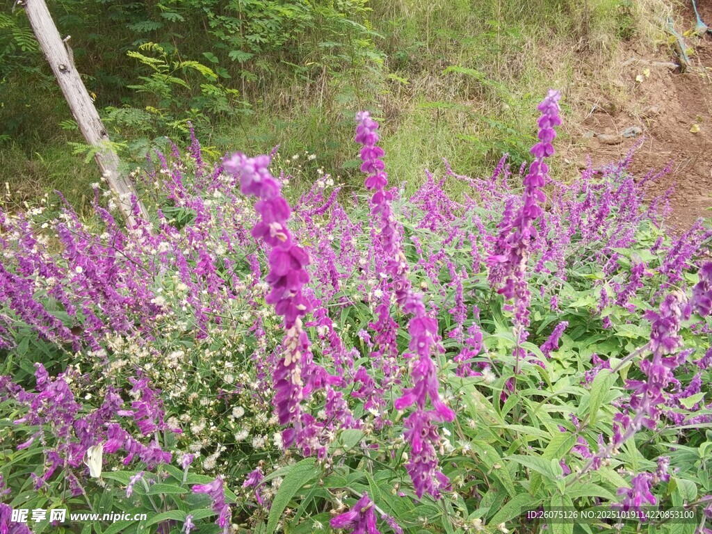紫色花丛绽放于山野