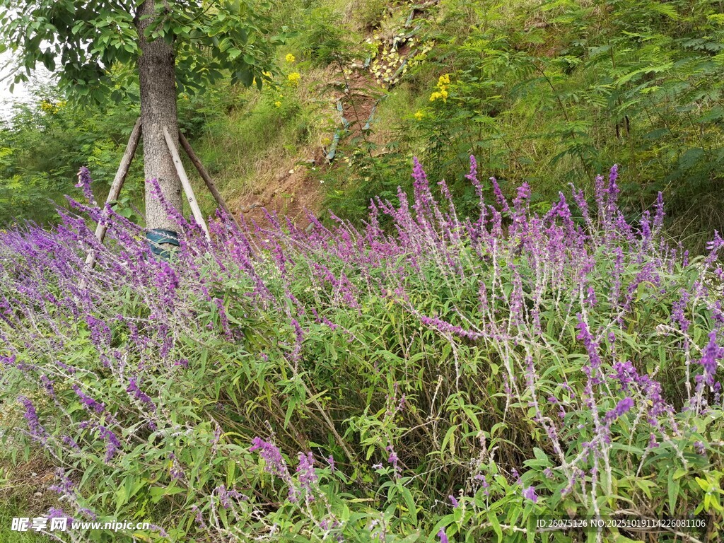 紫色花海中的自然景致