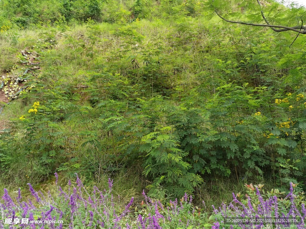 繁花绿植装点的自然景致