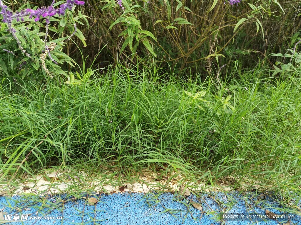 草丛边的蓝色物体