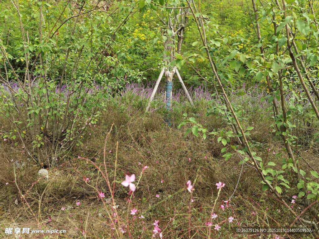 野外花草与绿植景观