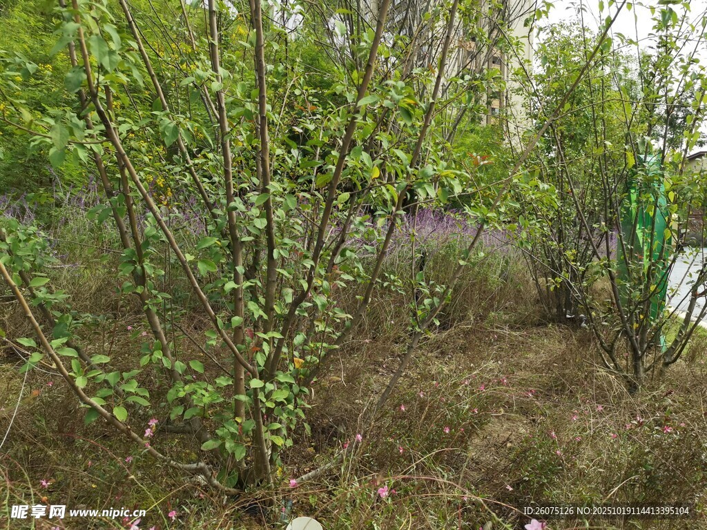 野外绿植丛生景象
