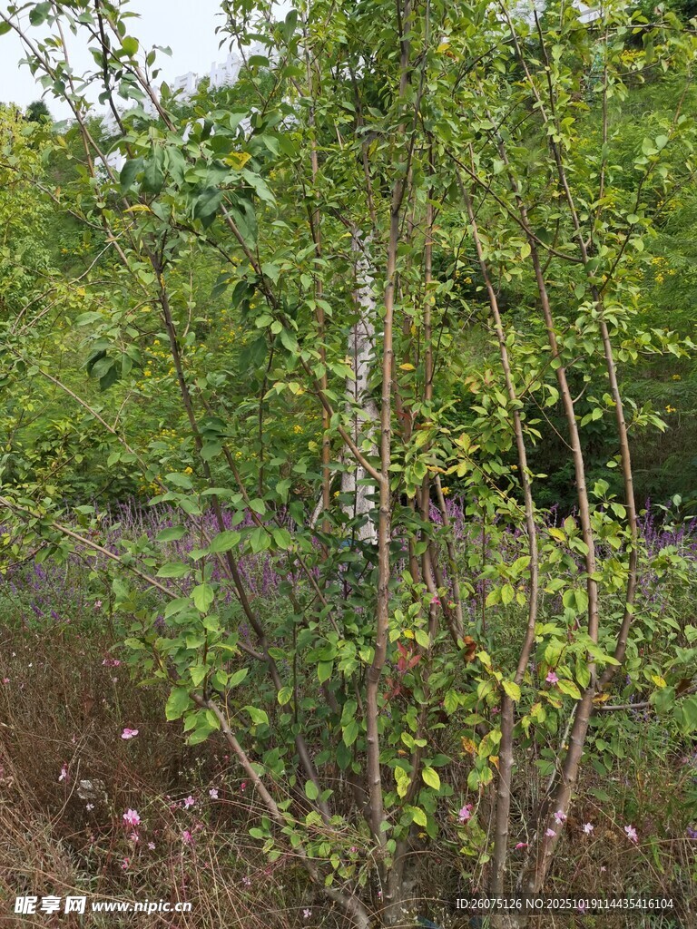 绿意盎然的树林景观