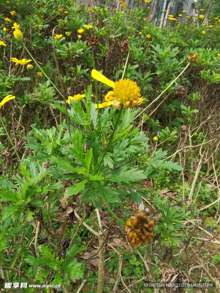 野外黄色小花与松果景观