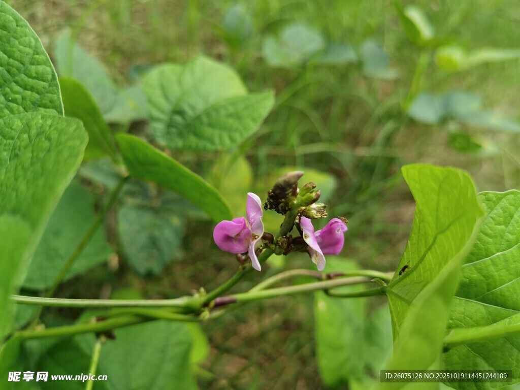 绿叶间的紫花与蜜蜂