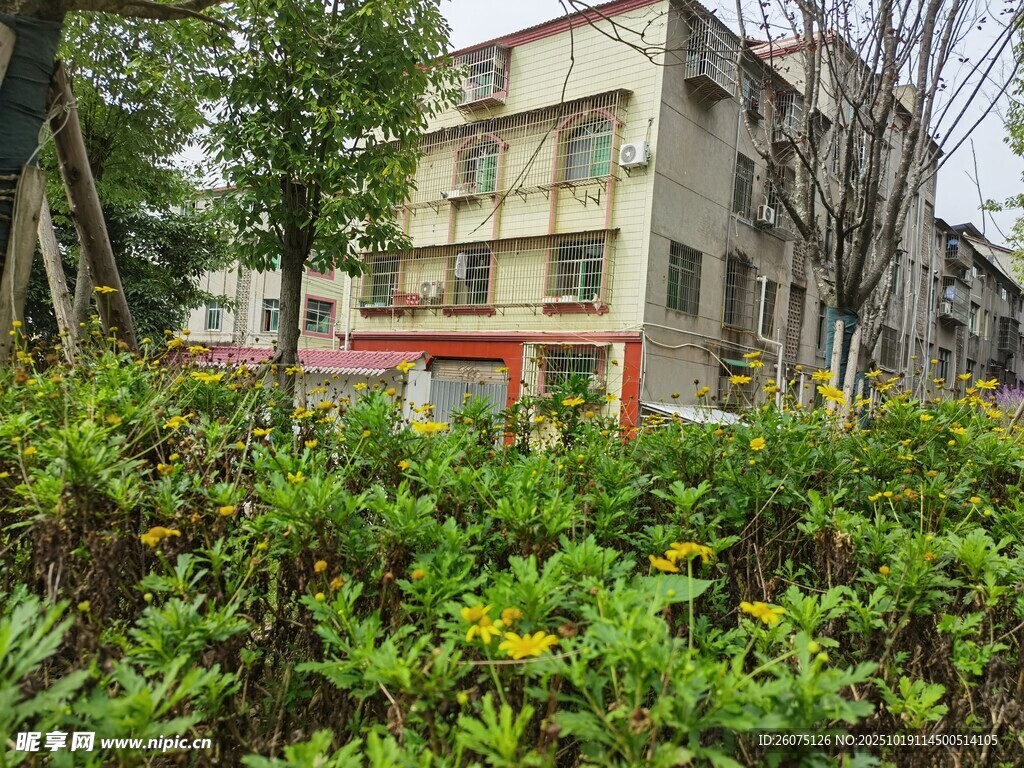 居民楼旁的绿植景观