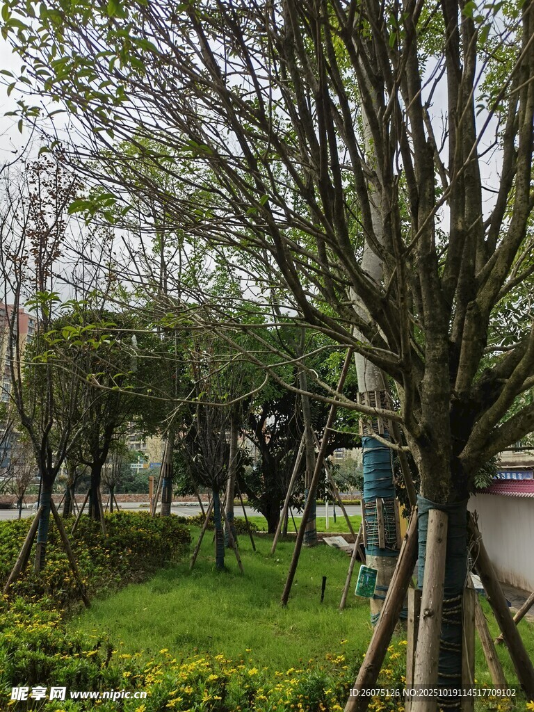 园林工人在绿植区养护作业