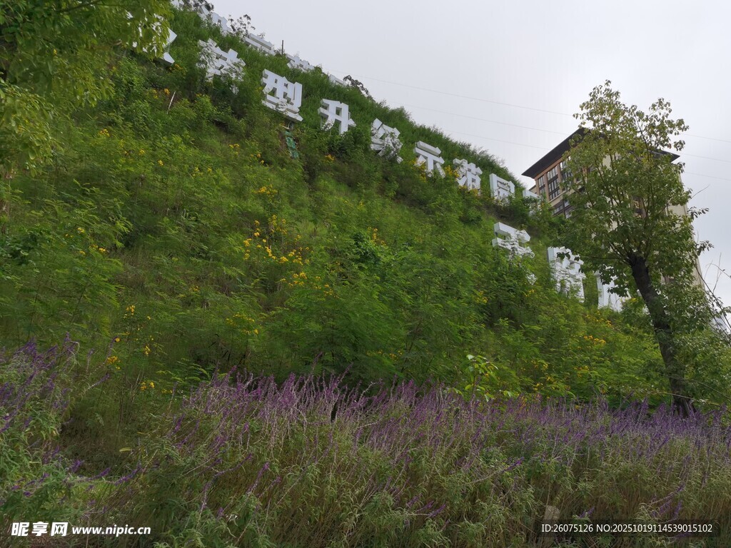 山坡绿植与紫色花丛景观