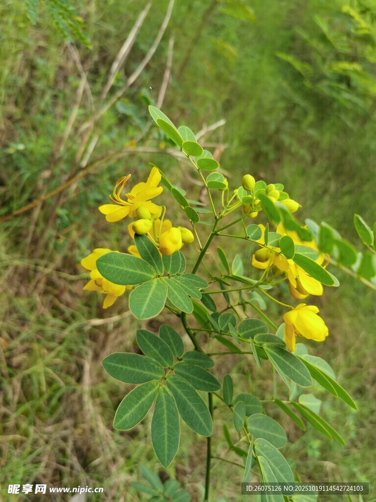 野外黄色小花与绿叶植物