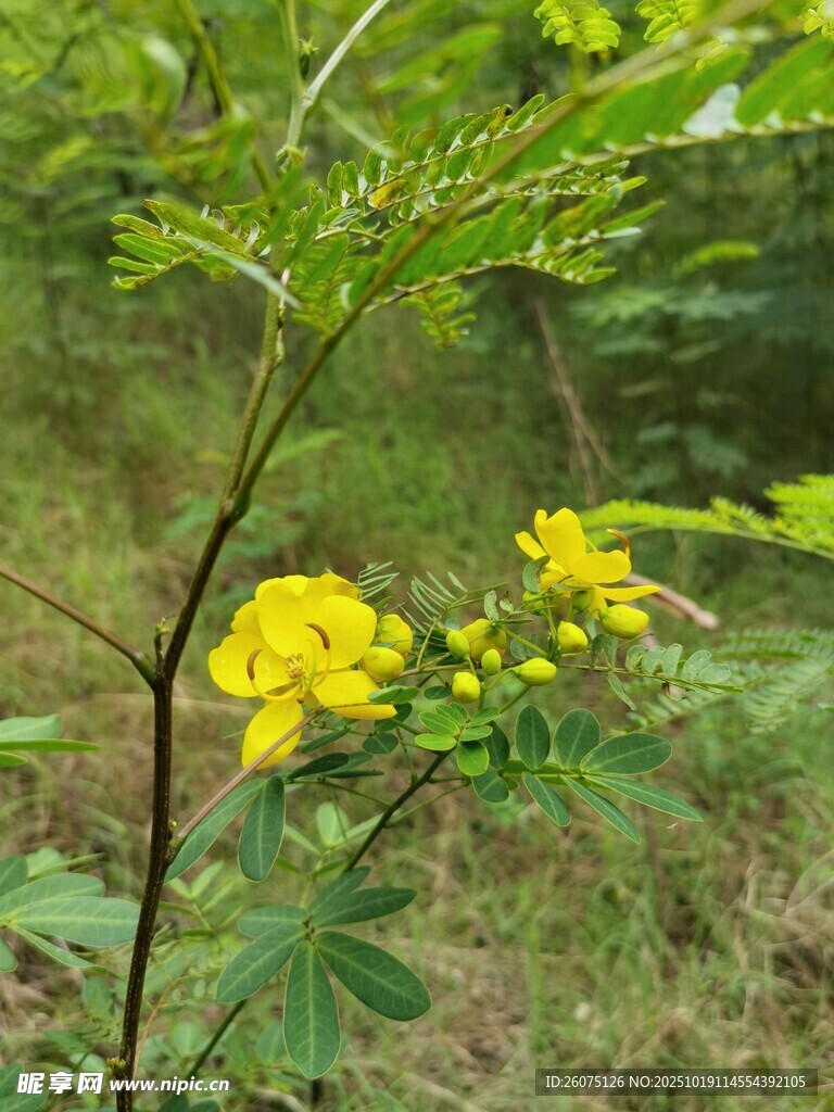野外黄色小花植物特写