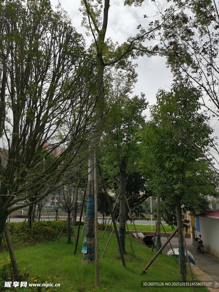 公园绿树成荫的景致