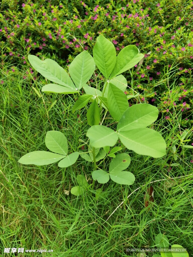嫩绿植物生长于草丛中