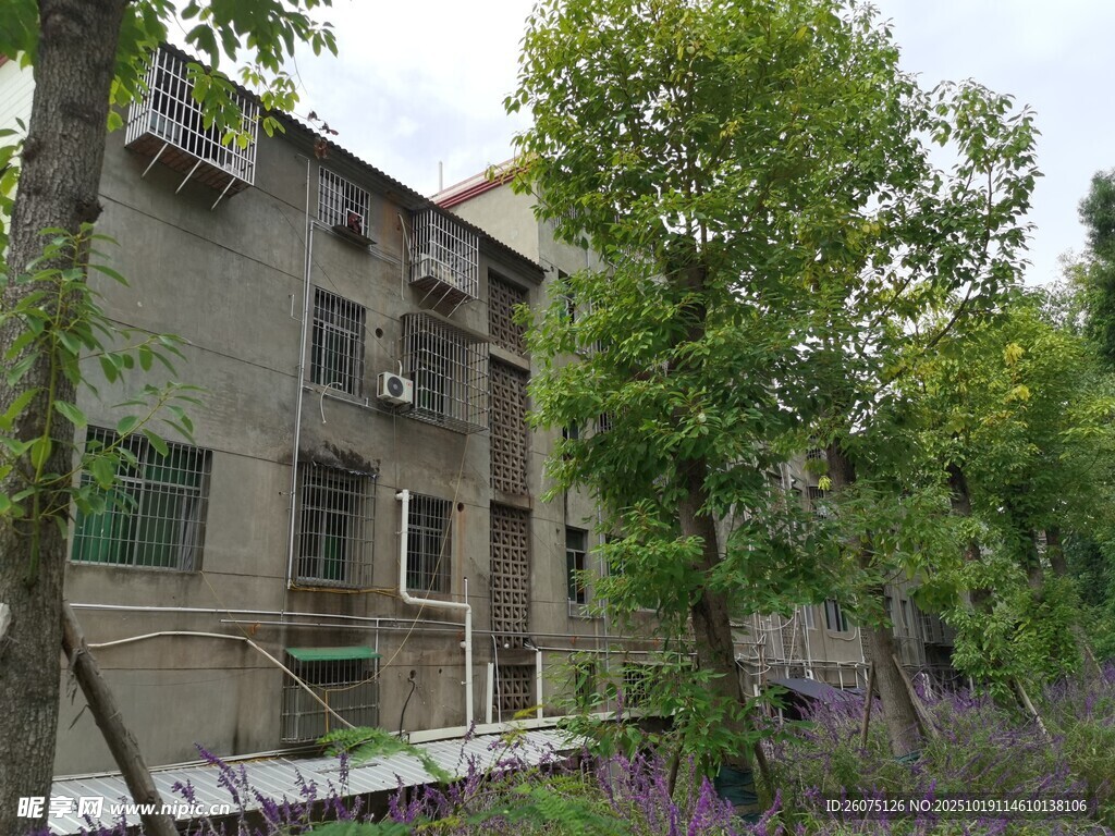 老旧居民楼旁的绿植景致