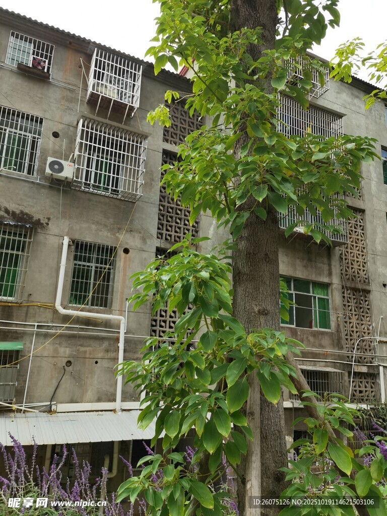 老旧居民楼旁的繁茂绿植