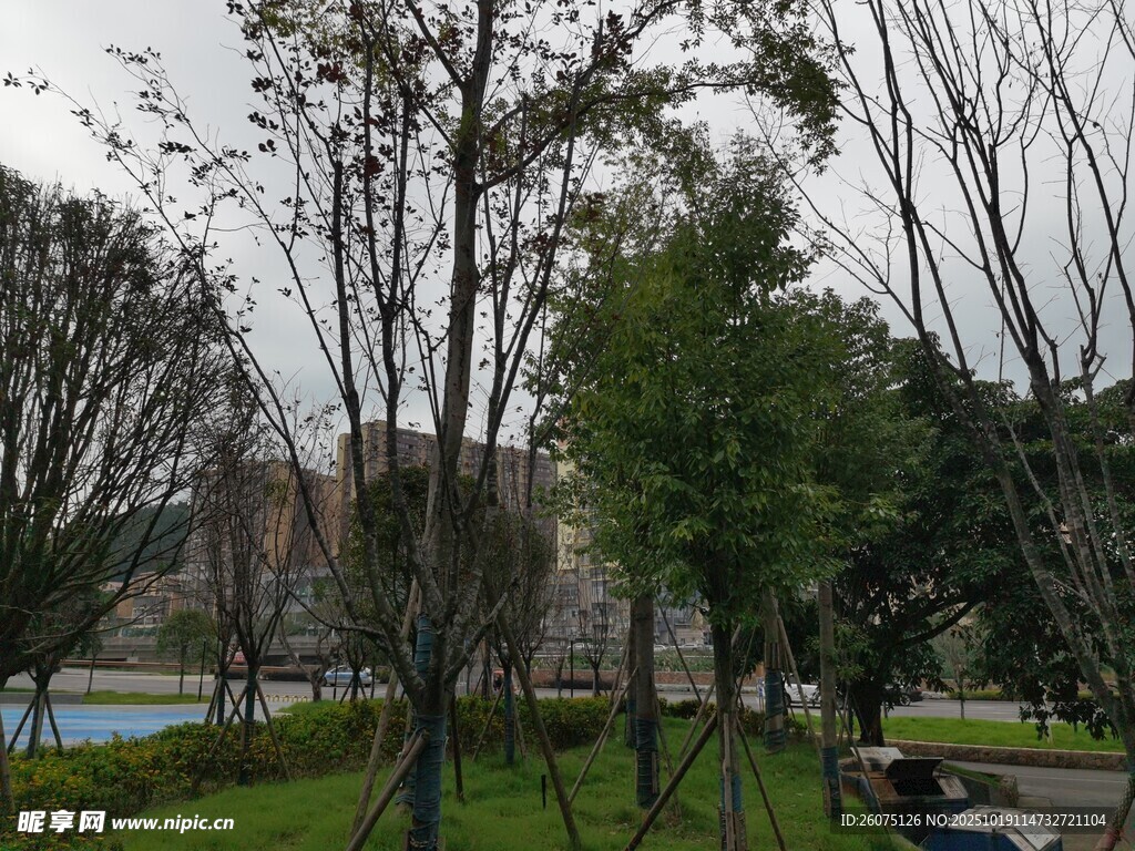 公园内的树木与休闲场景