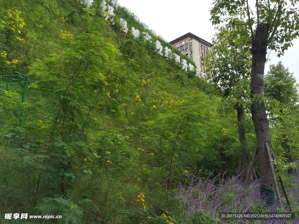山坡绿植间的小屋