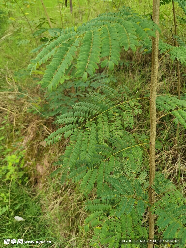 野外翠绿蕨类植物景象