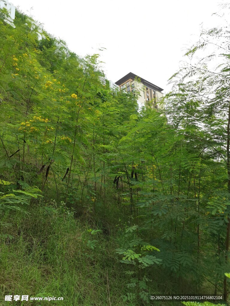 山林间的小屋