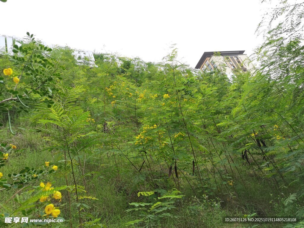 野外繁茂绿植景观