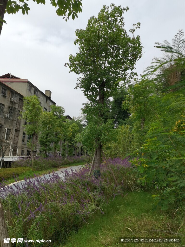 乡村小道旁的绿植与建筑