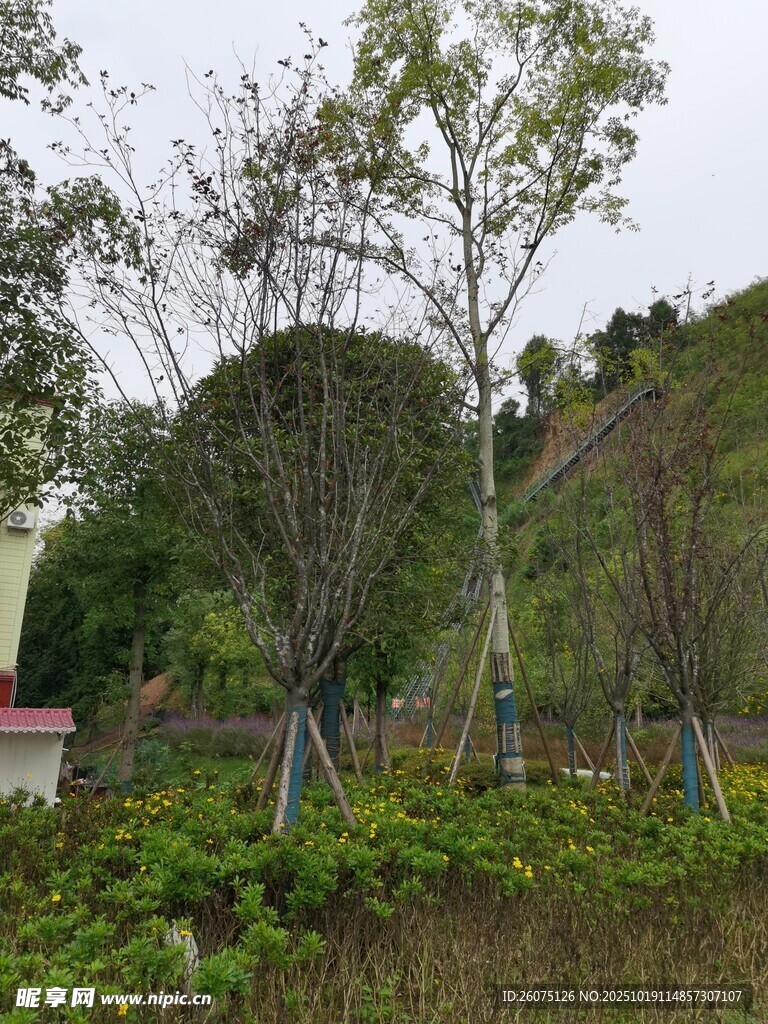郊外绿意盎然的树木景观