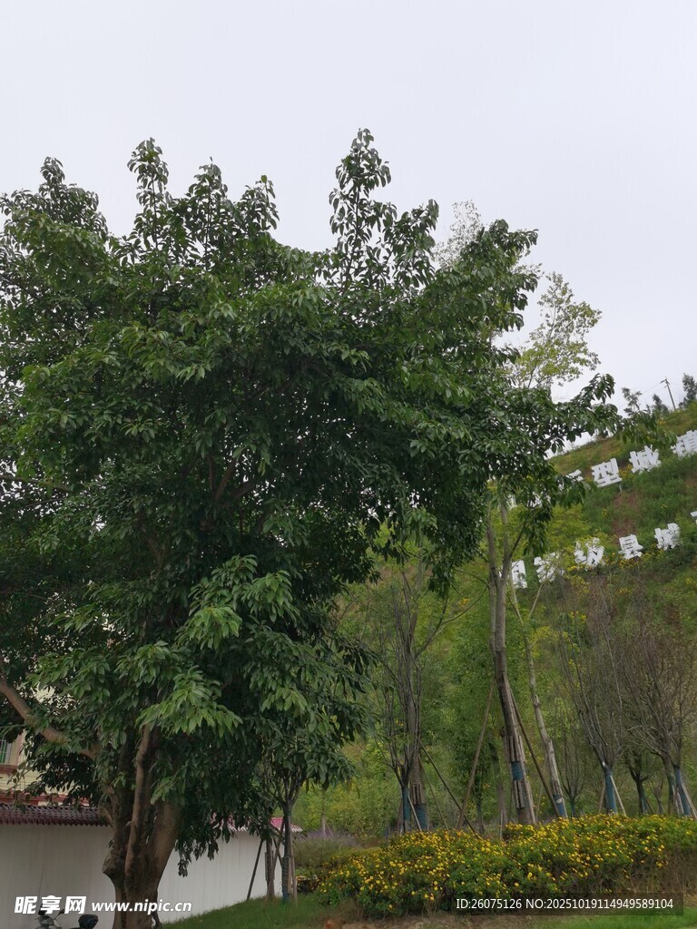 公园绿树景观