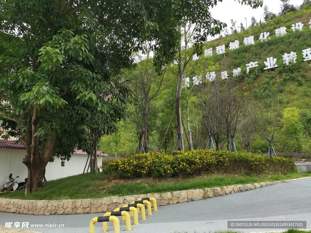 公园道路旁的绿植景观