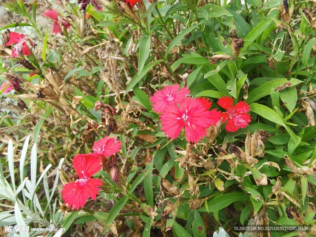娇艳绽放的红色花卉
