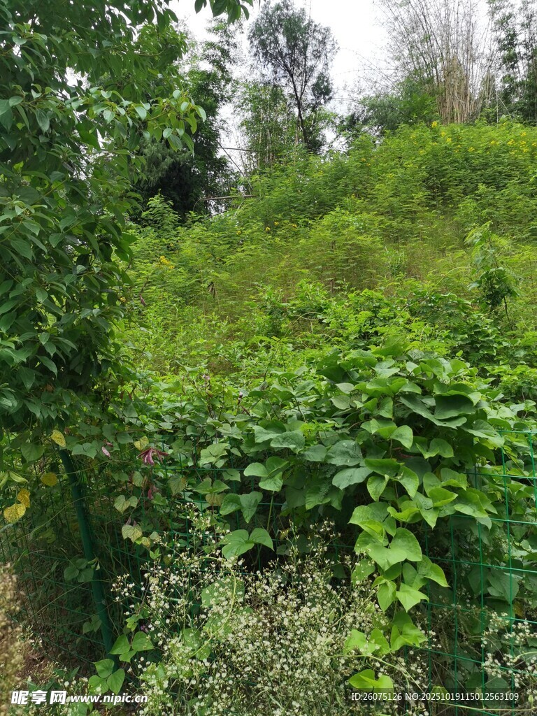 繁茂绿植覆盖的自然景象