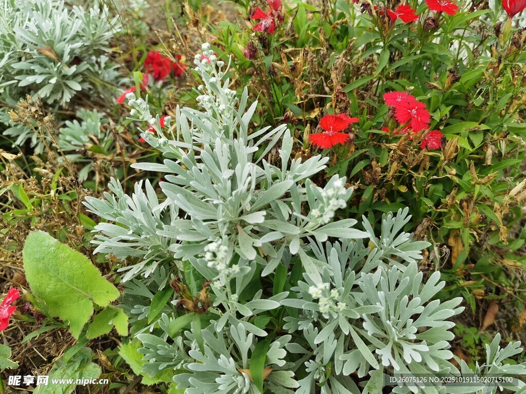 银叶菊与红花的美丽景致