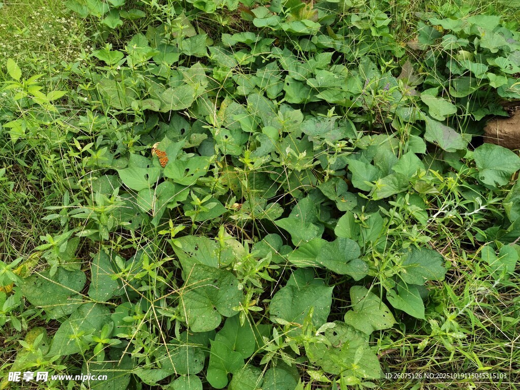 绿叶繁茂的地面植物景观