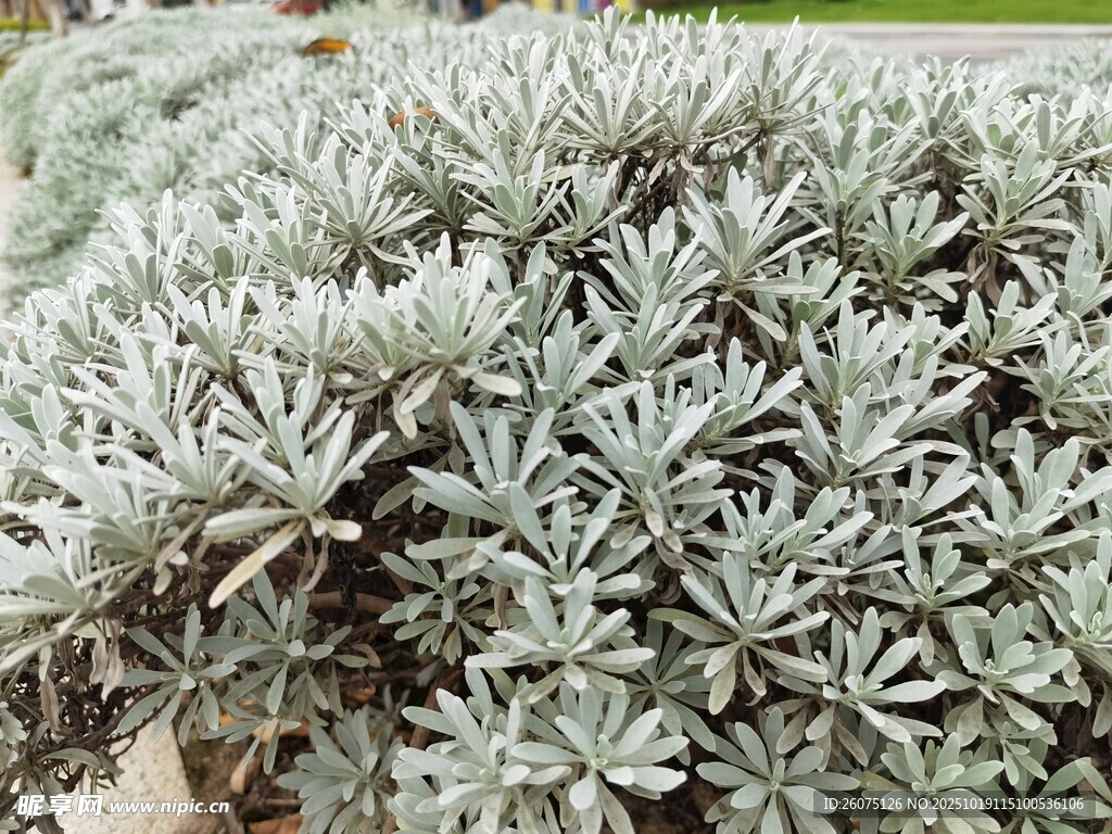 银叶多肉植物特写