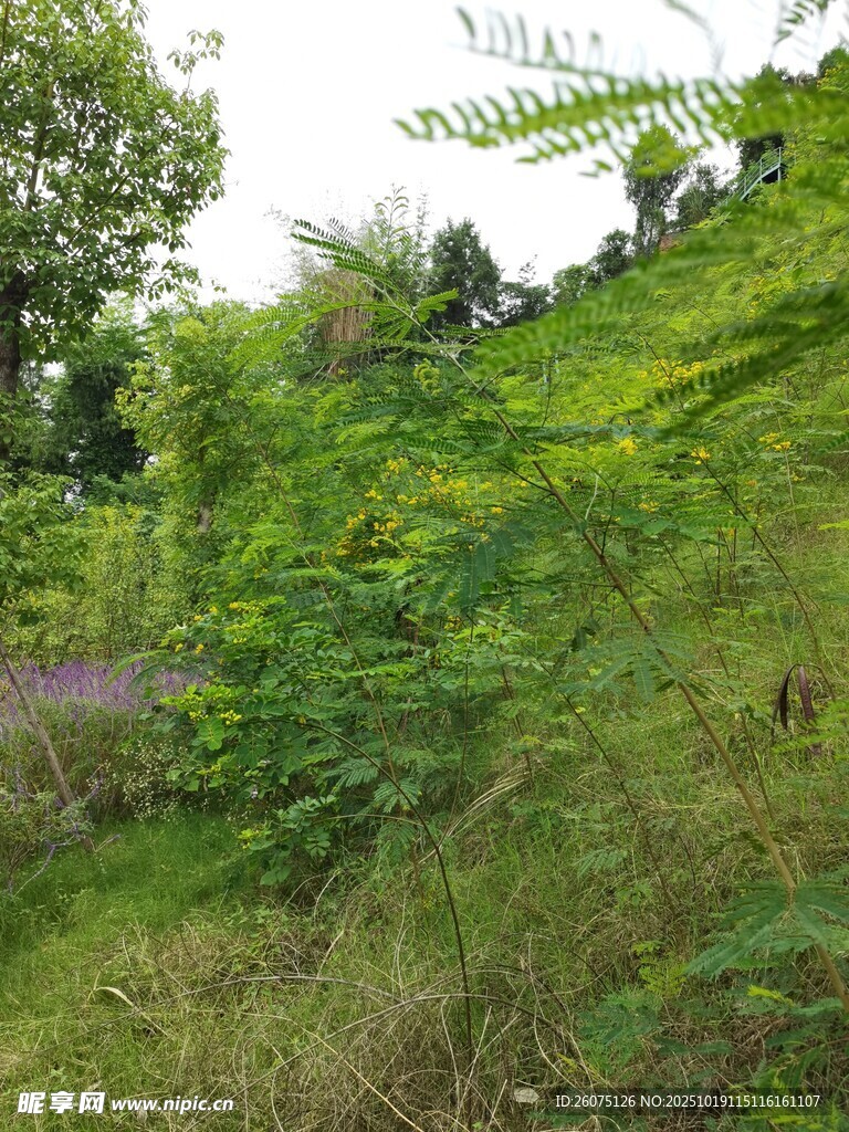 绿意盎然的野外植物景观