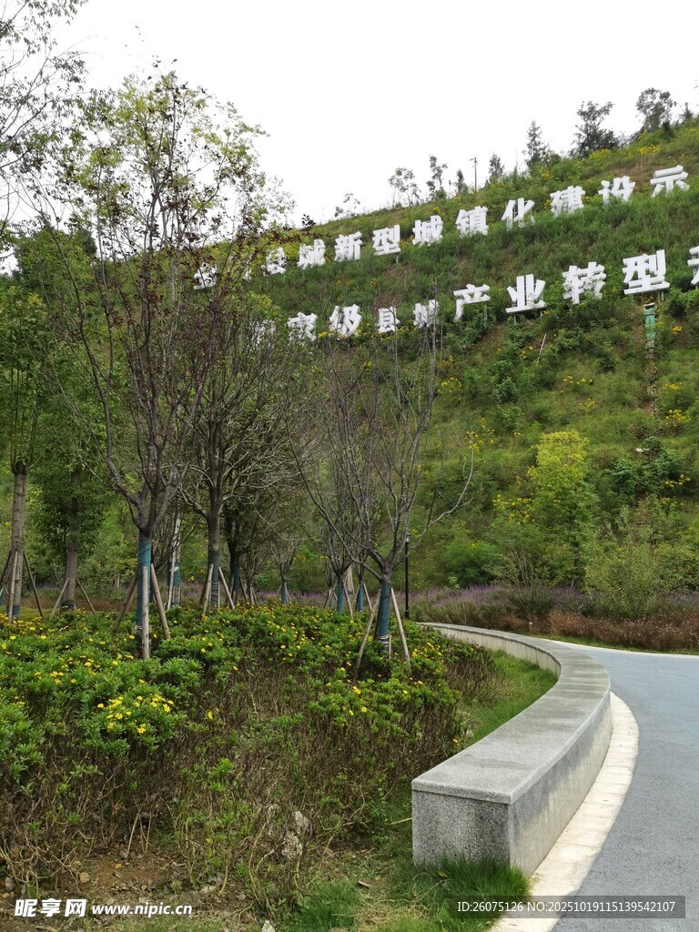 蜿蜒小径旁的绿植景观