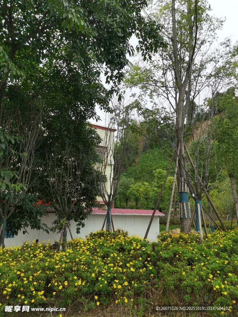 林间花丛中的静谧景致