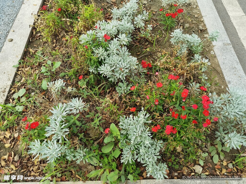 花坛中的红绿植物景观
